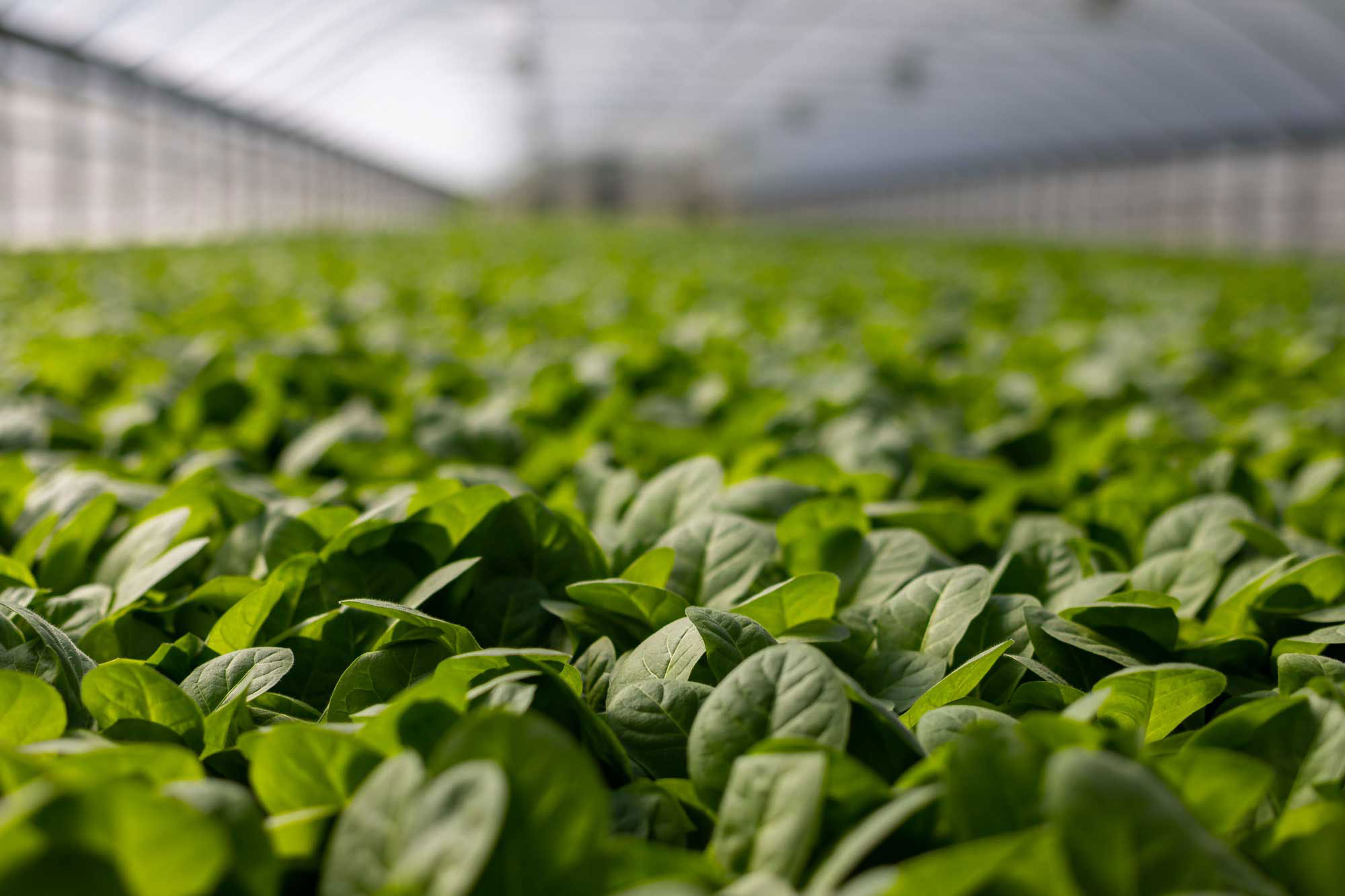 Climate Control Systems greenhouse