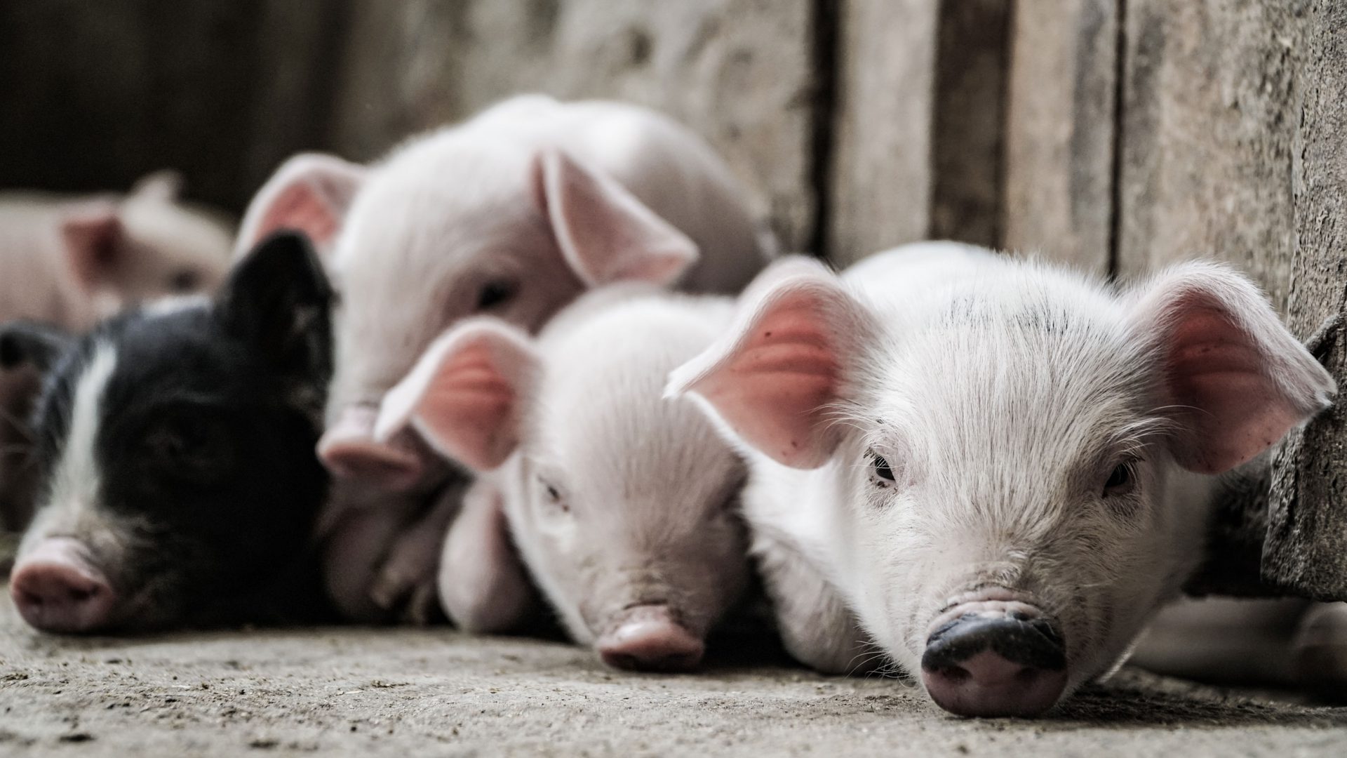 South Country Livestock Equipment